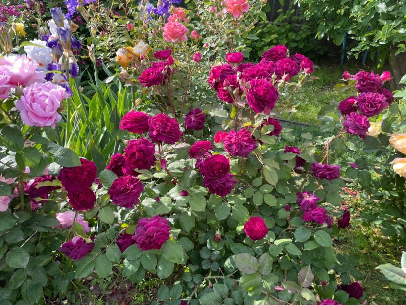  - 001 Trandafiri 2024