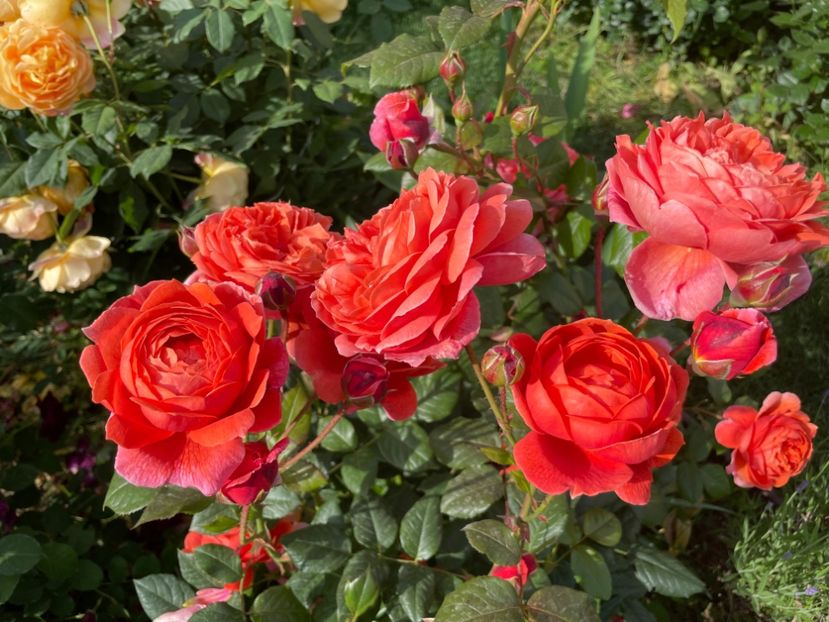  - 001 Trandafiri 2024