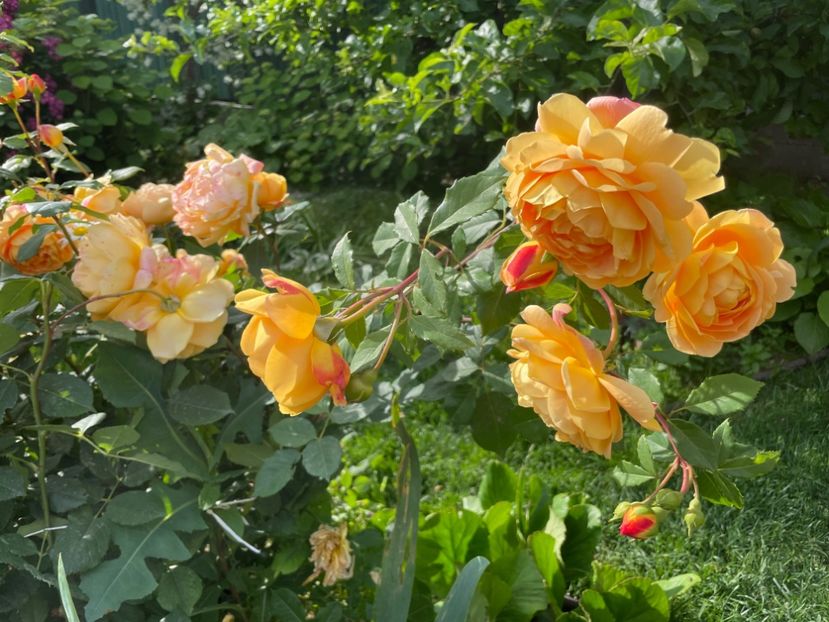  - 001 Trandafiri 2024