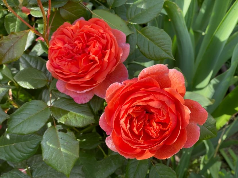  - 001 Trandafiri 2024