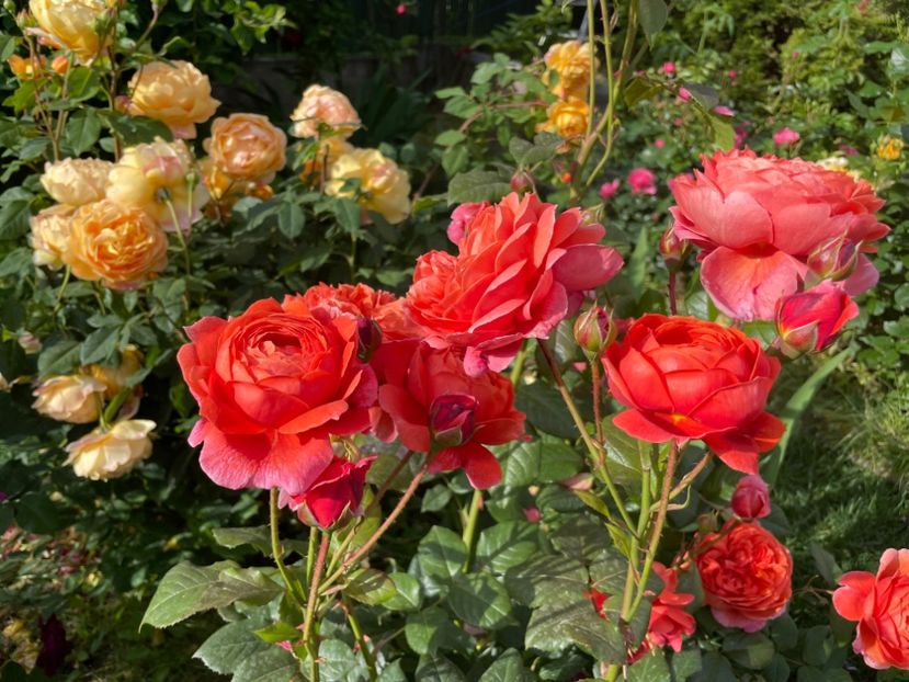  - 001 Trandafiri 2024