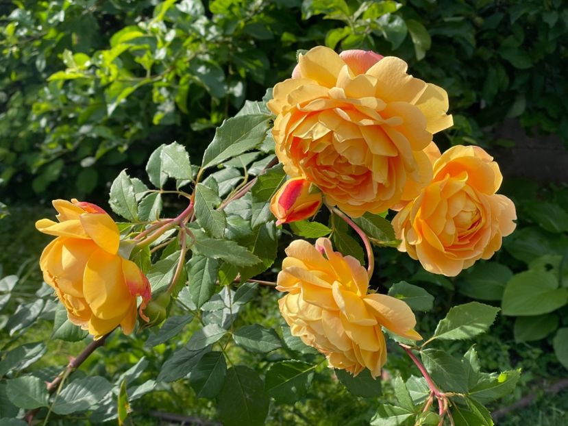  - 001 Trandafiri 2024