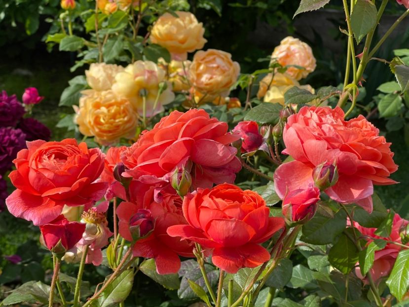  - 001 Trandafiri 2024