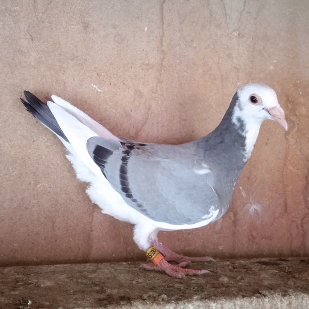 Pui 24-514 - Bălțat vanat