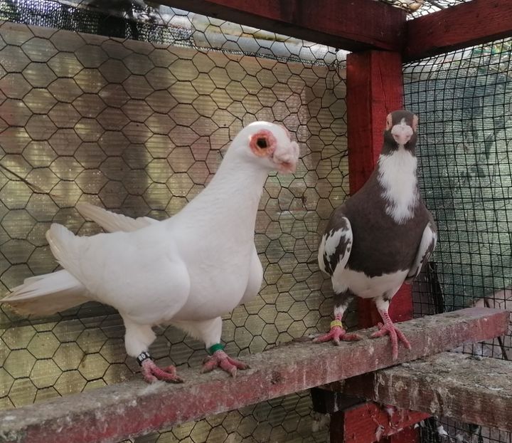  - Contact 0770110256 Oradea