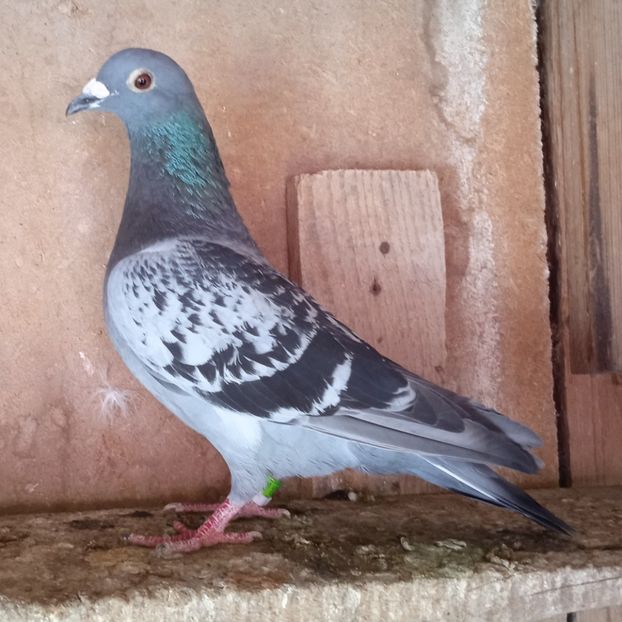 Mascul 23-843 - Stropit