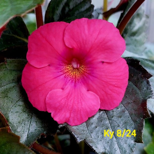 Img.2024.05.25 - Achi din semințe BriDs 2024