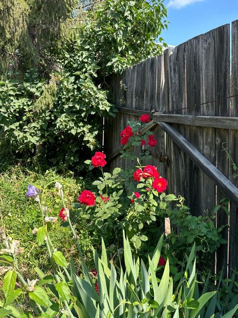 WhatsApp Image 2024-05-25 at 11.36.11_0a5e9960 - 0 00 25 05 2024 Grd Roman