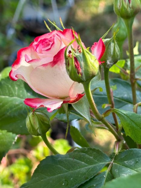 WhatsApp Image 2024-05-25 at 11.36.11_0a64bdce - 0 00 25 05 2024 Grd Roman