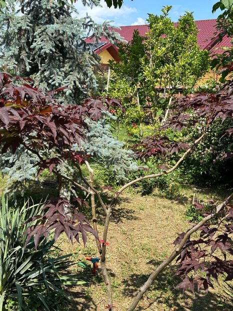 WhatsApp Image 2024-05-25 at 11.36.11_0e874b79 - 0 00 25 05 2024 Grd Roman