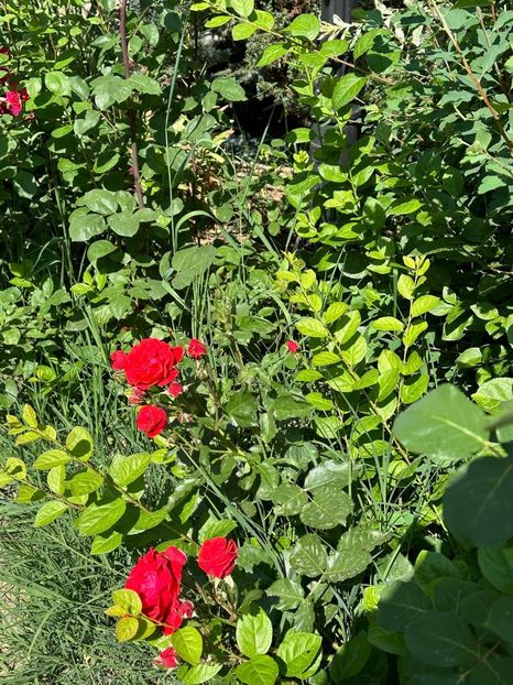 WhatsApp Image 2024-05-25 at 11.36.11_01f60c8a - 0 00 25 05 2024 Grd Roman