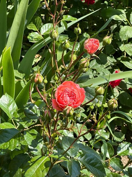 WhatsApp Image 2024-05-25 at 11.36.11_2e1fe964 - 0 00 25 05 2024 Grd Roman