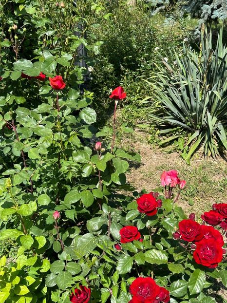 WhatsApp Image 2024-05-25 at 11.36.11_4a16649f - 0 00 25 05 2024 Grd Roman