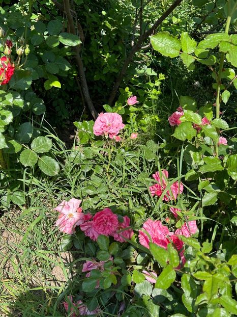 WhatsApp Image 2024-05-25 at 11.36.11_06d6f929 - 0 00 25 05 2024 Grd Roman