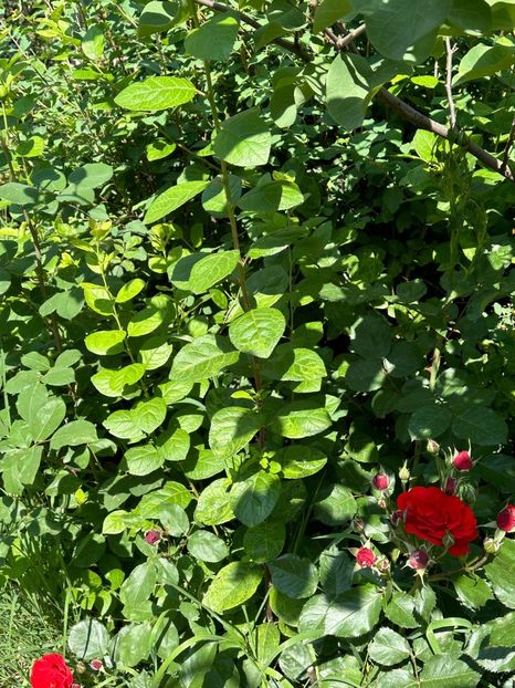 WhatsApp Image 2024-05-25 at 11.36.11_0367e763 - 0 00 25 05 2024 Grd Roman