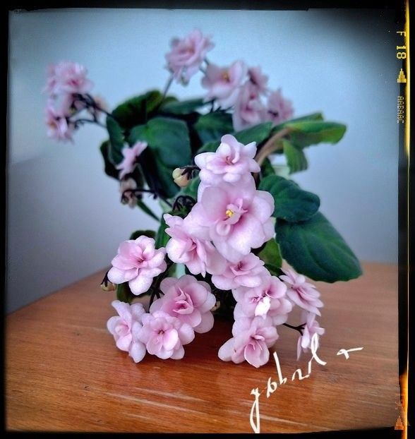  - Rob-s Vanilla Trail