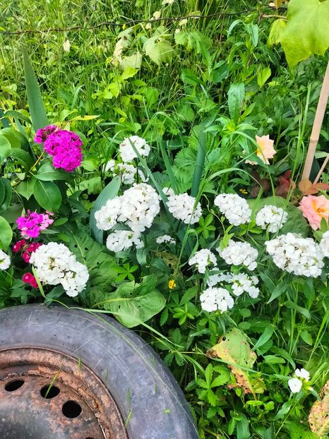 IMG20240525121729 - Mai 2024 vol 1