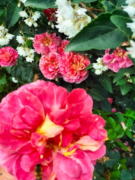 IMG20240525121635 - Mai 2024 vol 1