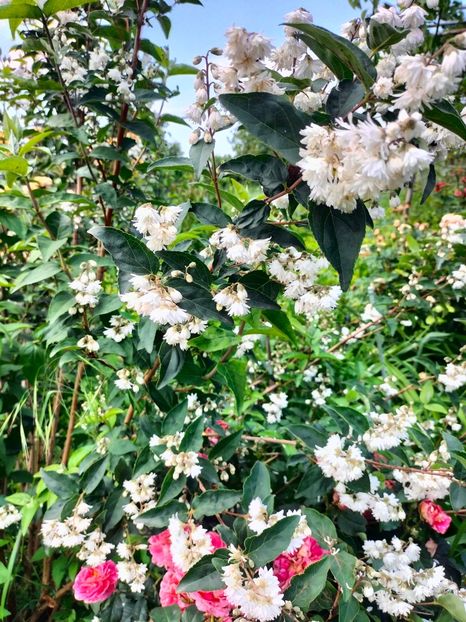 IMG20240525121631 - Mai 2024 vol 1