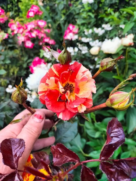 IMG20240525121608 - Mai 2024 vol 1