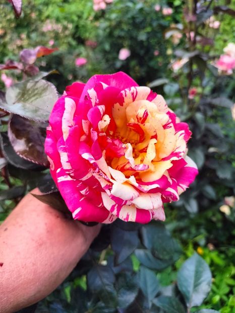 IMG20240525121544 - Mai 2024 vol 1