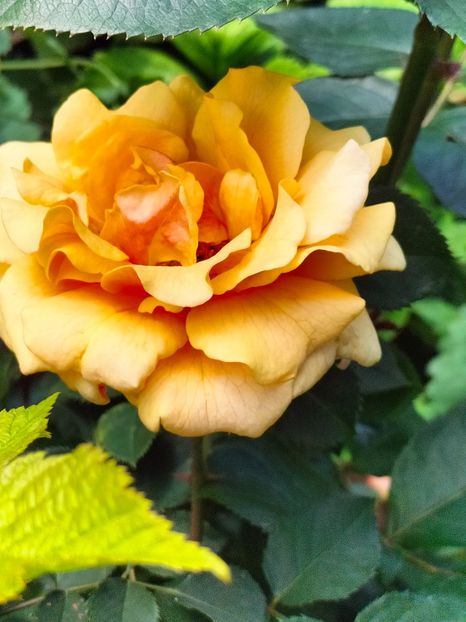 IMG20240525121210 - Mai 2024 vol 1