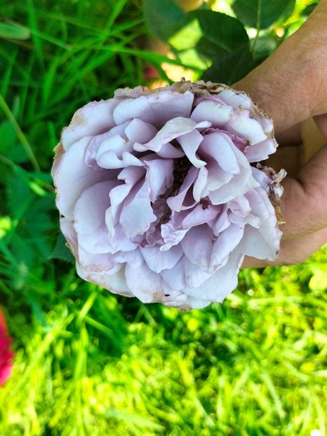 IMG20240525120841 - Mai 2024 vol 1