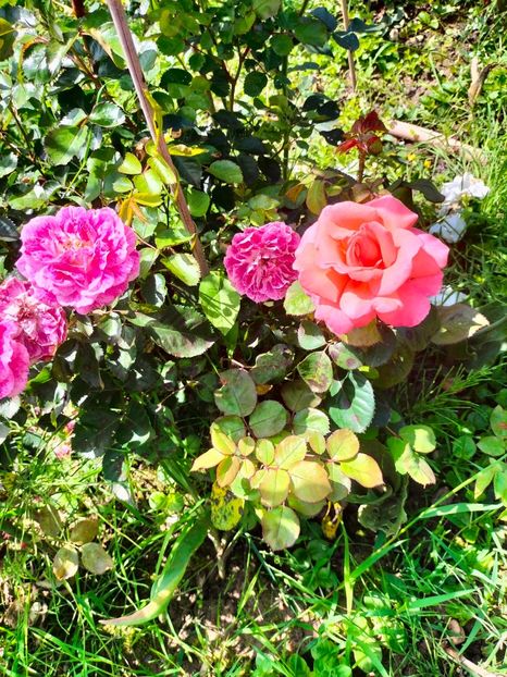 IMG20240525120817 - Mai 2024 vol 1