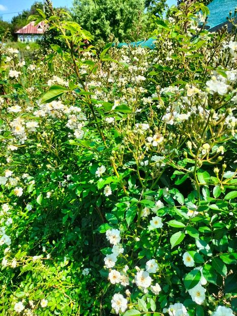 IMG20240525120753 - Mai 2024 vol 1