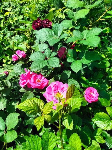 IMG20240525115849 - Mai 2024 vol 1