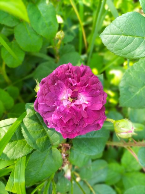 IMG20240525115725 - Mai 2024 vol 1