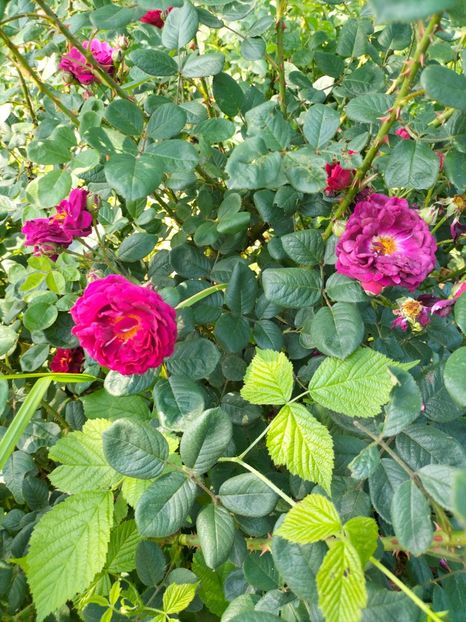 IMG20240525115641 - Mai 2024 vol 1