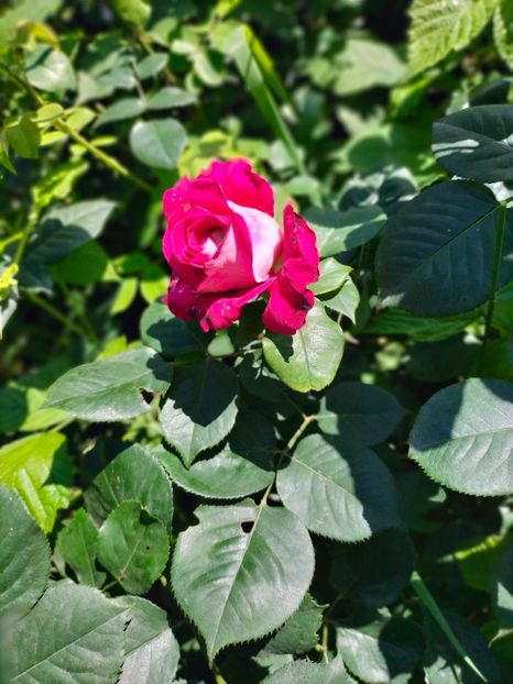 IMG20240525115458 - Mai 2024 vol 1