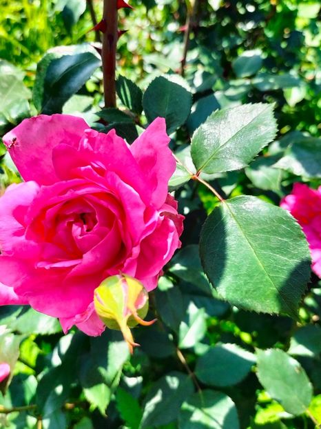 IMG20240525115332 - Mai 2024 vol 1