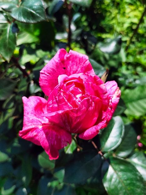 IMG20240525115330 - Mai 2024 vol 1