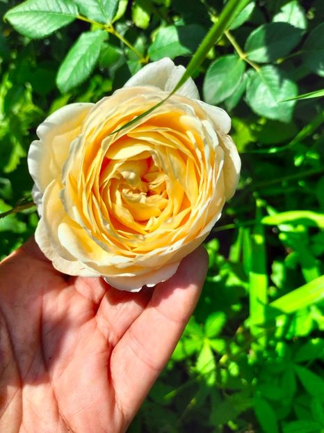 IMG20240525115203 - Mai 2024 vol 1