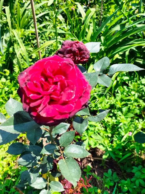 IMG20240525115007 - Mai 2024 vol 1