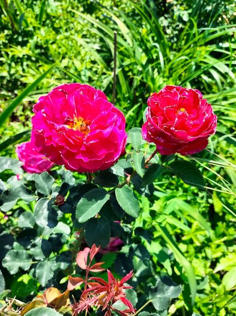 IMG20240525115010 - Mai 2024 vol 1