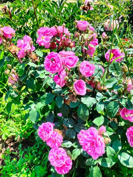 IMG20240525115004 - Mai 2024 vol 1