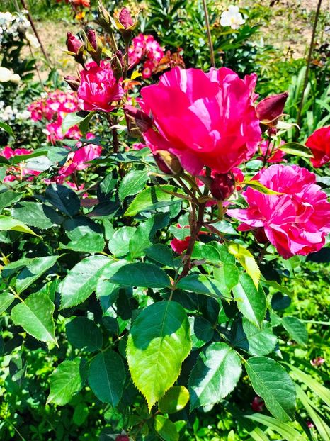 IMG20240525114949 - Mai 2024 vol 1