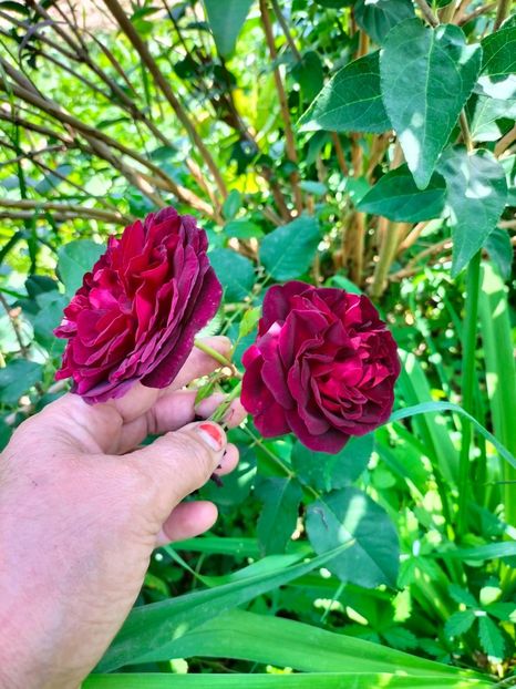 IMG20240525114917 - Mai 2024 vol 1