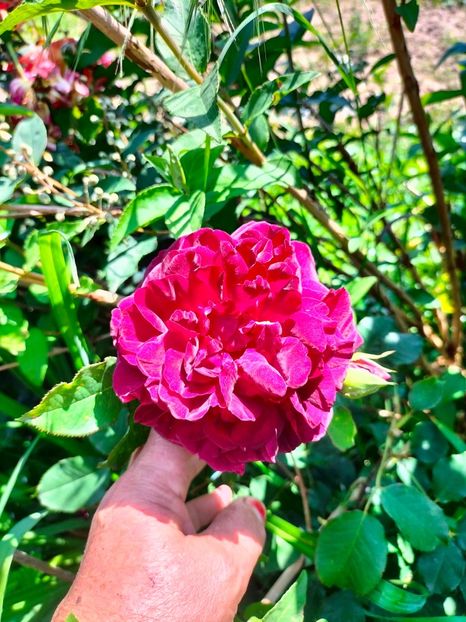 IMG20240525114912 - Mai 2024 vol 1