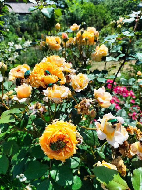 IMG20240525114859 - Mai 2024 vol 1