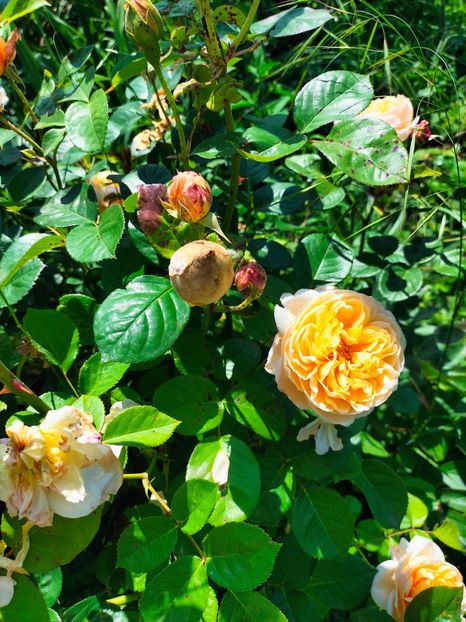 IMG20240525114846 - Mai 2024 vol 1