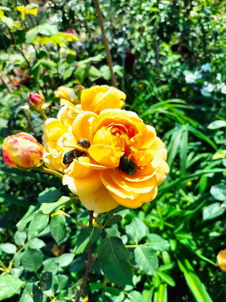 IMG20240525114839 - Mai 2024 vol 1