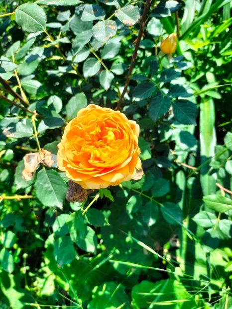 IMG20240525114834 - Mai 2024 vol 1