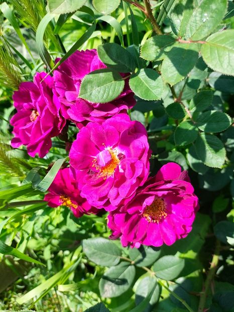 IMG20240525113236 - Mai 2024 vol 1