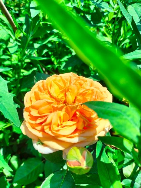 IMG20240525113128 - Mai 2024 vol 1