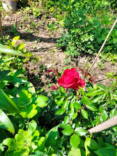 IMG20240525113036 - Mai 2024 vol 1