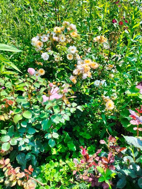 IMG20240525113001 - Mai 2024 vol 1